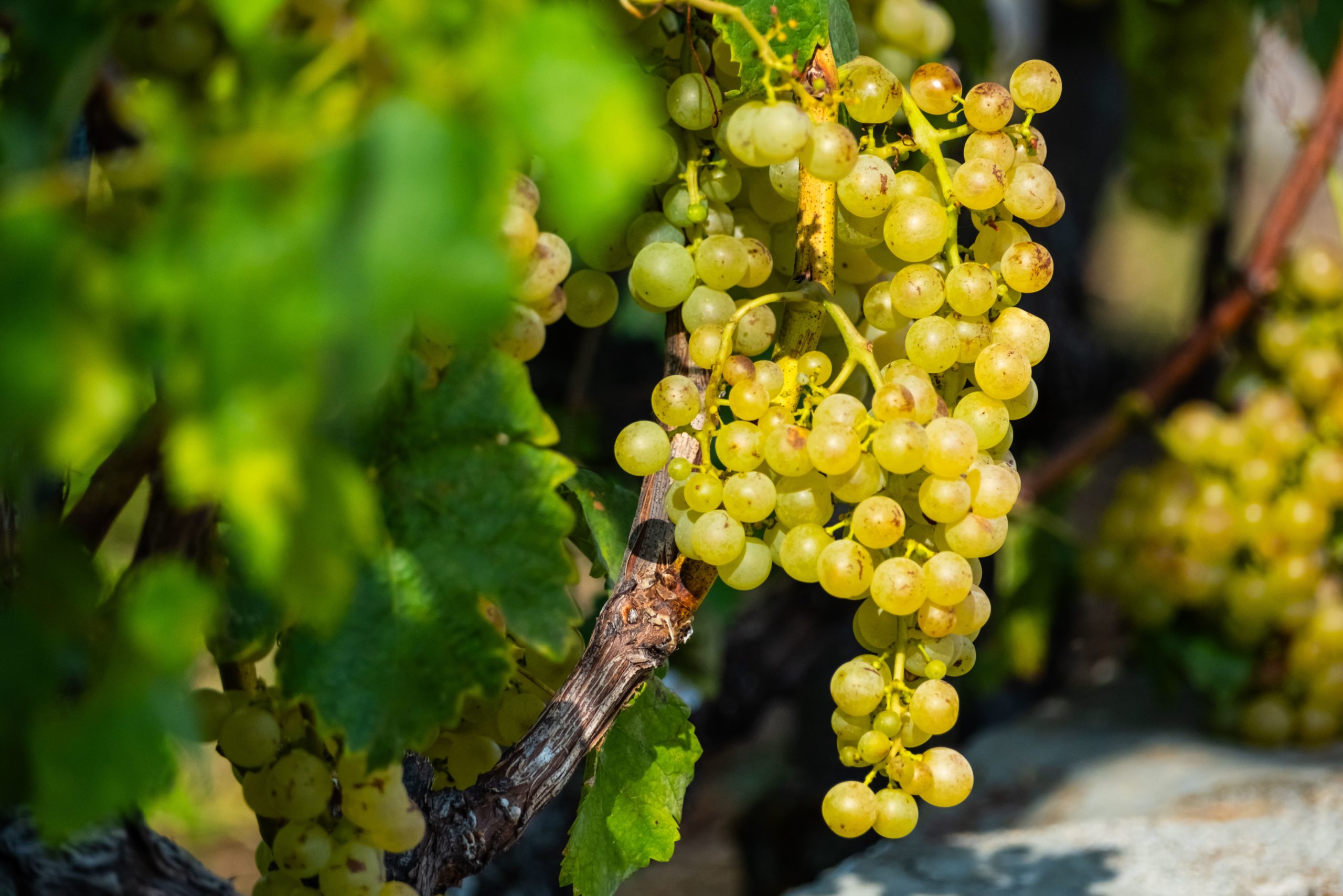 Grappe de raisin blanc dans les vignobles du Lavaux, symbole du patrimoine viticole suisse